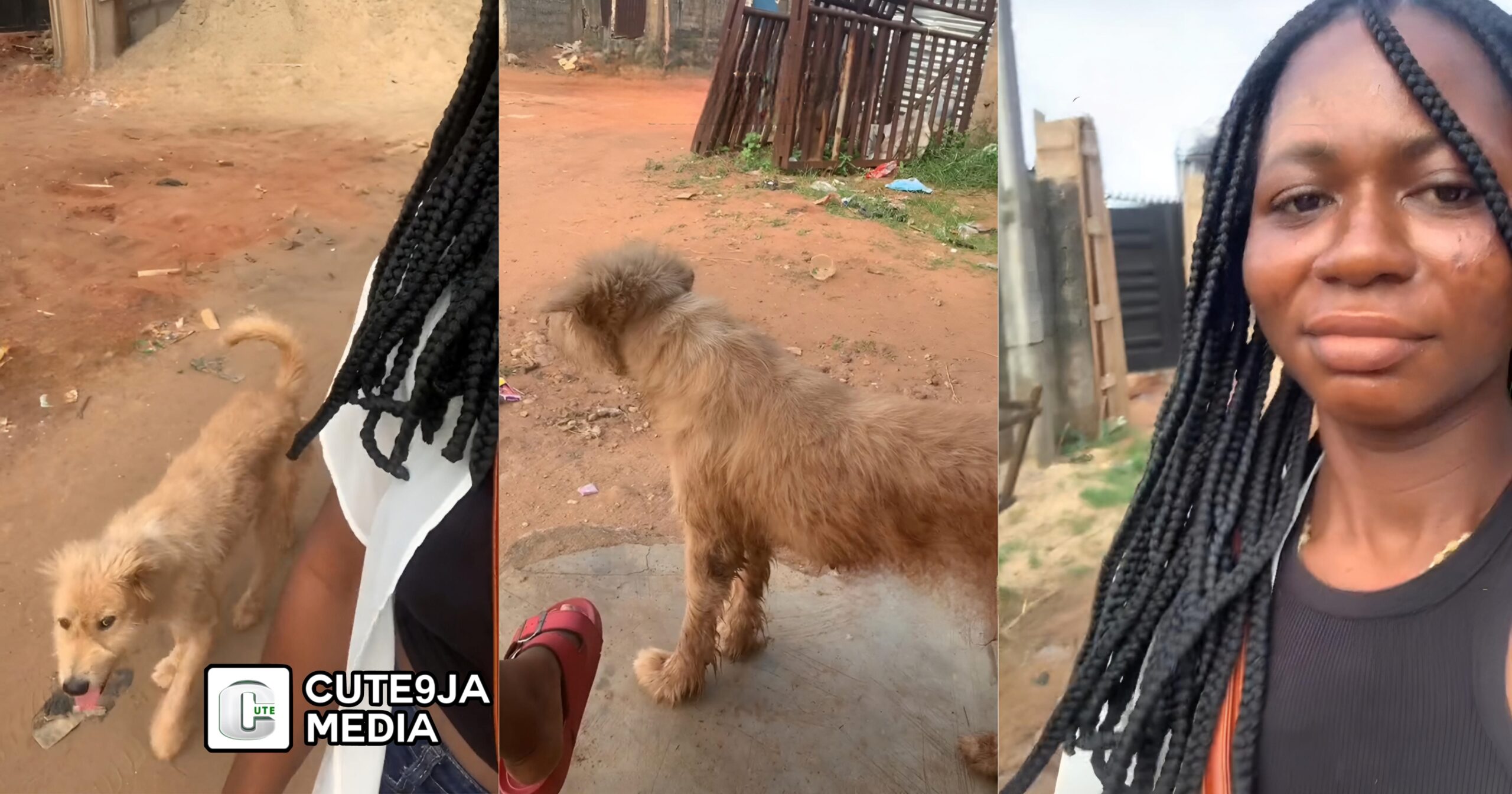 “Na Landlord send am” – Landlord’s Dog Sees Female Tenant on the Street, Waits for Her, Shows Loyalty (Watch)